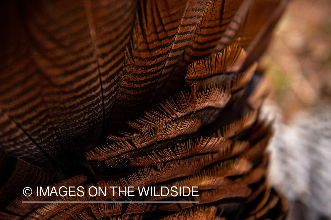 Close-up of turkey feathers.