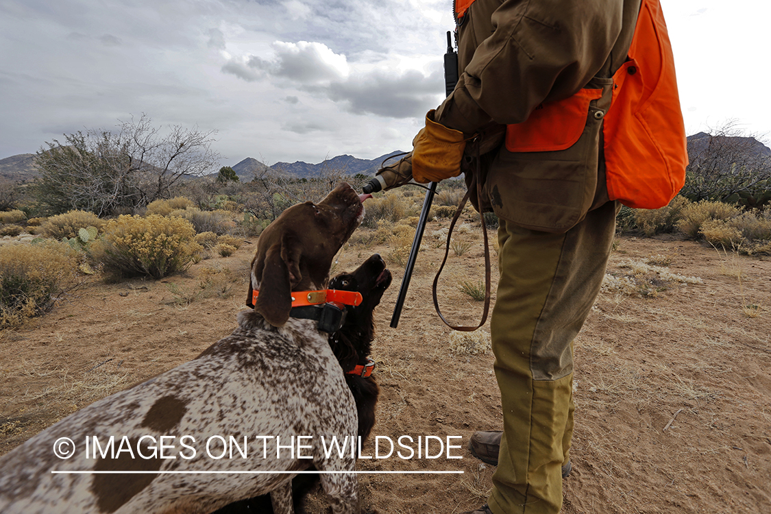 Quail hunter giving hunting dogs water in Arizona.