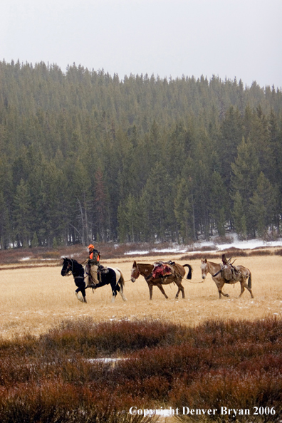 Elk hunter with bagged elk in mule packstring.  