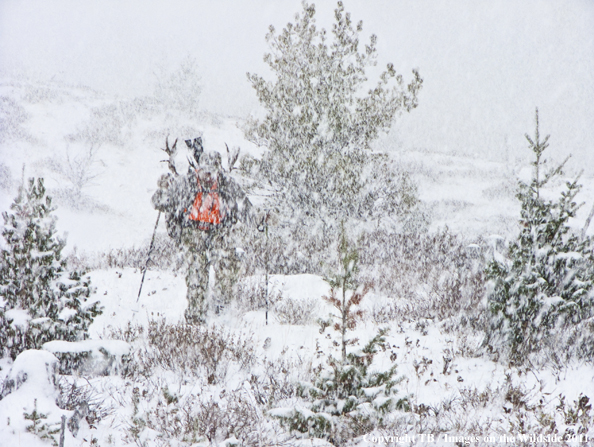 Hunter hiking with mule deer head. 