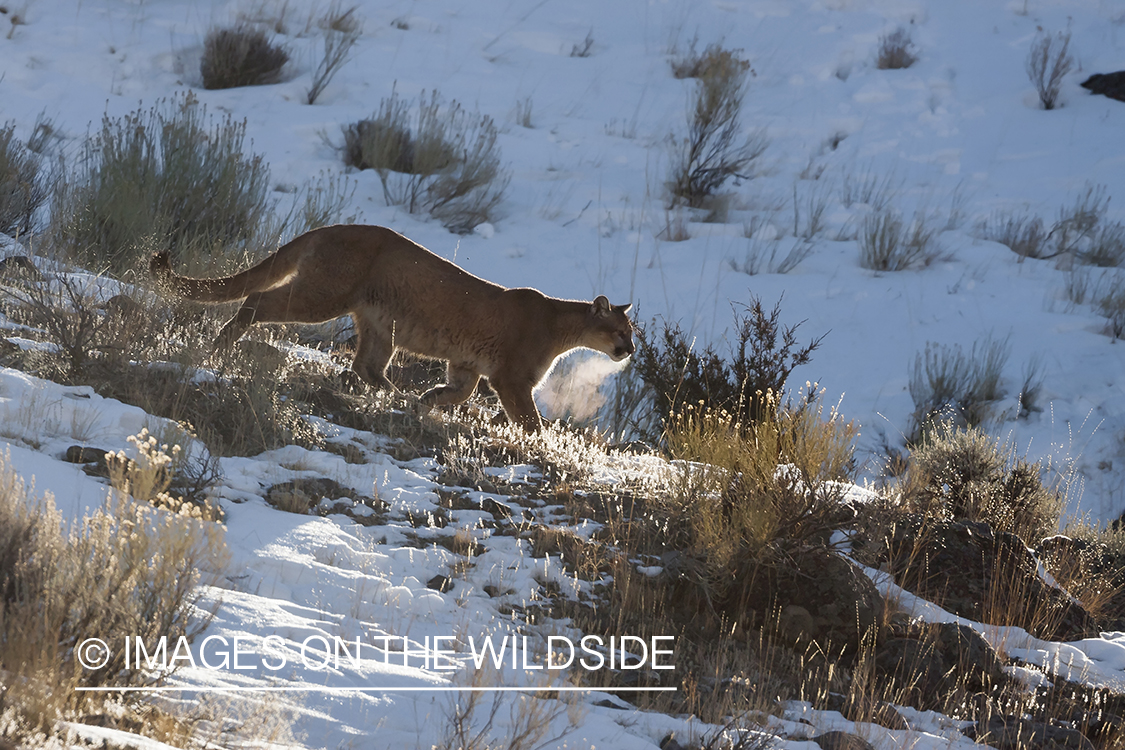 Mountain Lion in Yellowstone.