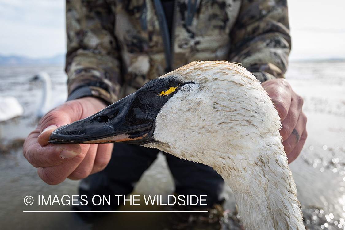 Bagged Tundra Swan.