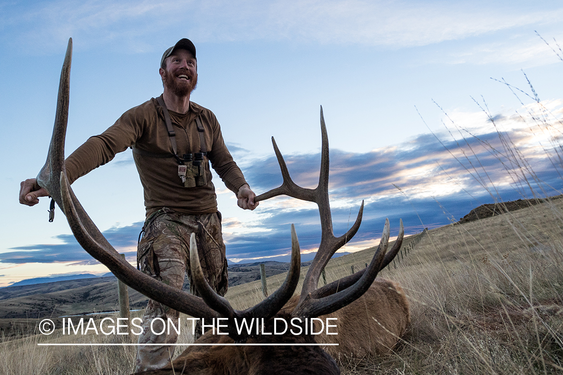 Archery hunter with bagged bull elk.