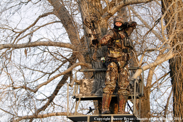 Bowhunter taking aim from tree stand. 