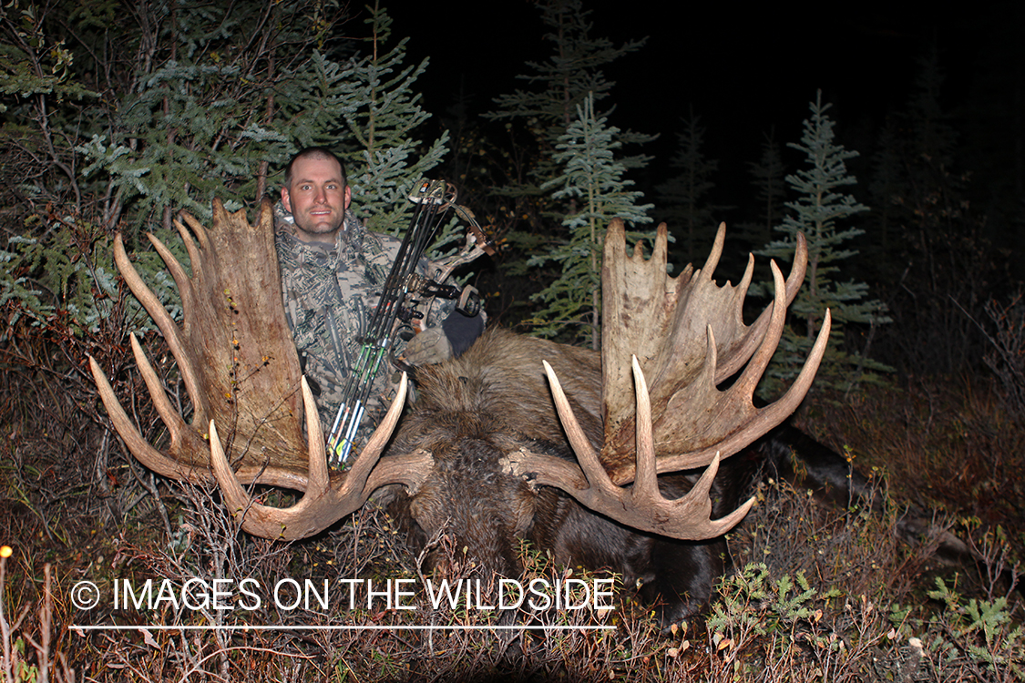 Bowhunter with bagged Alaskan moose.