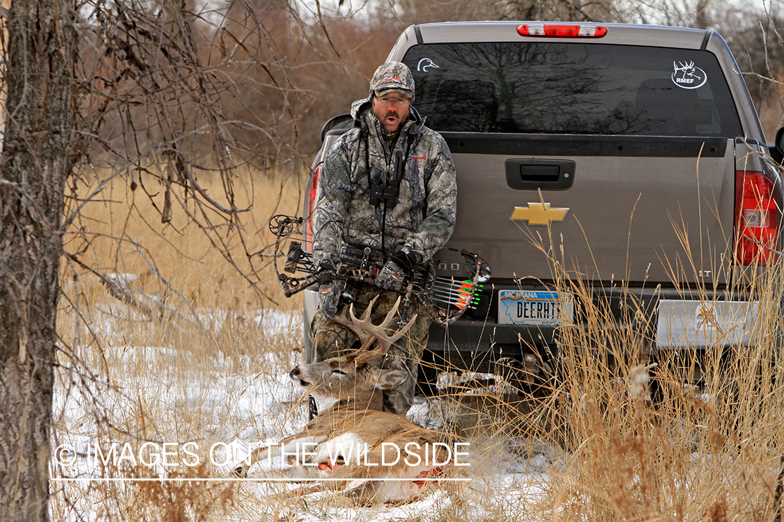 Bowhunter dragging bagged white-tailed buck.