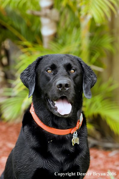 Black Labrador Retriever. 