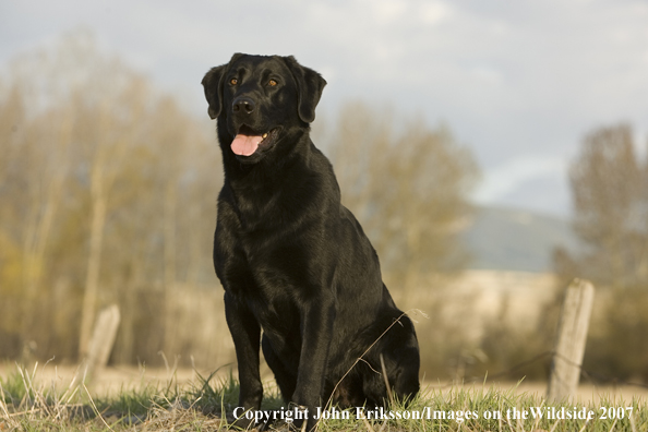 Black Labrador Retrievers