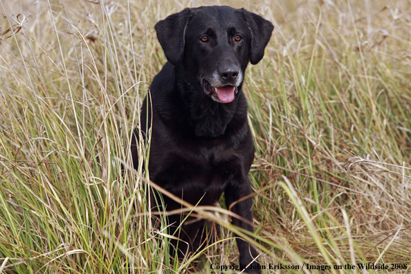 Black Labrador Retriever in field