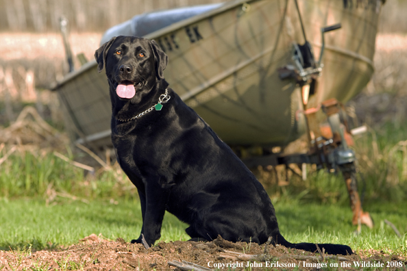 Black Labrador Retriever 