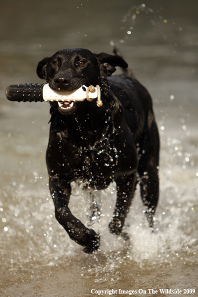 Black Labrador Retriever