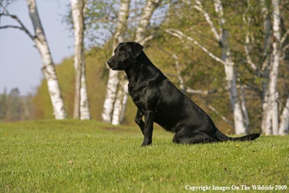 Black Labrador Retriever in field