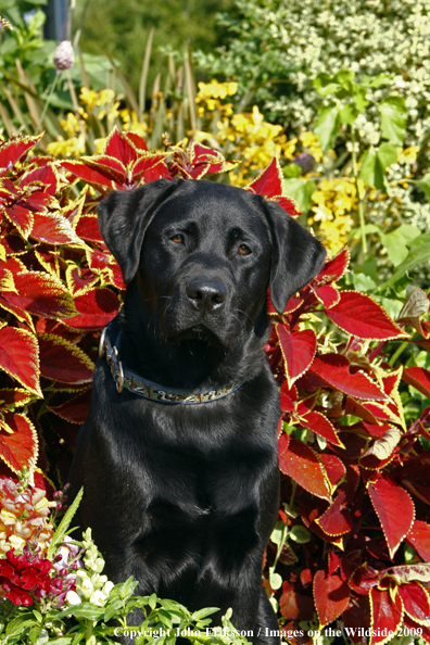 Black Labrador Retriever