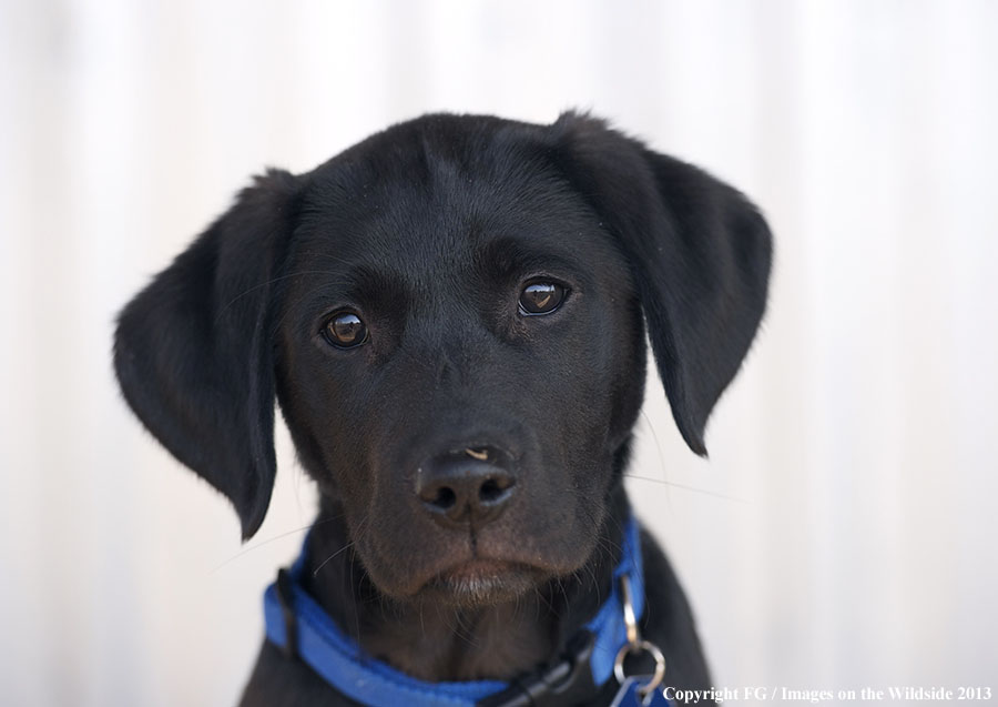 Black Labrador Retriever puppy