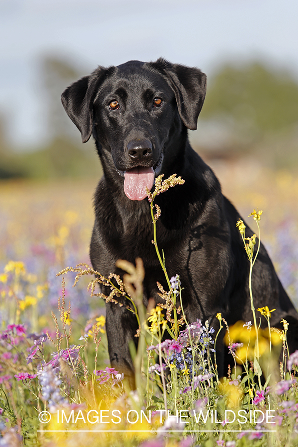 Black labrador retriever in field of wildflowers.