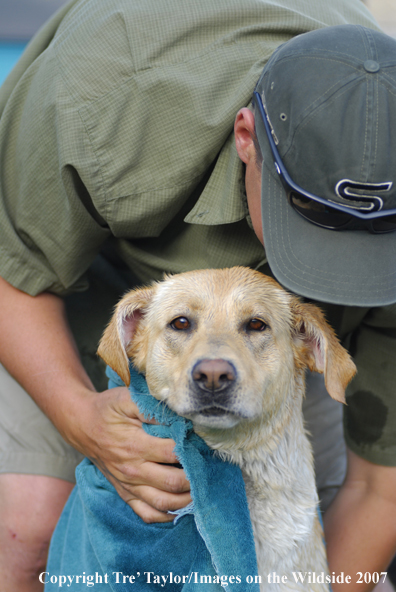 Yellow Labrador Retriever getting dried off