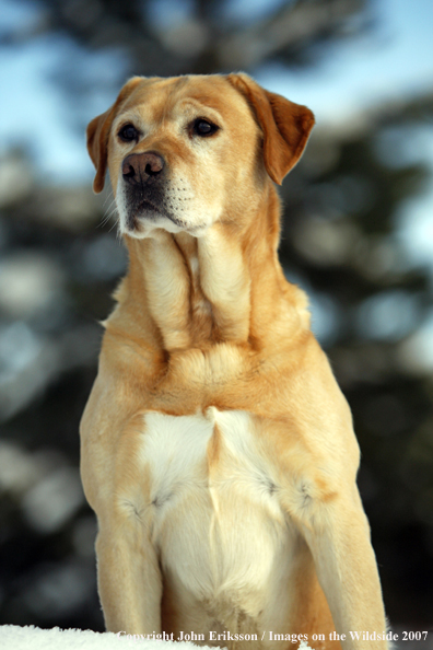 Yellow Labrador Retriever in field