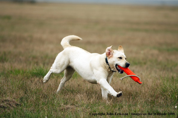 Yellow Labrador Retriever in field