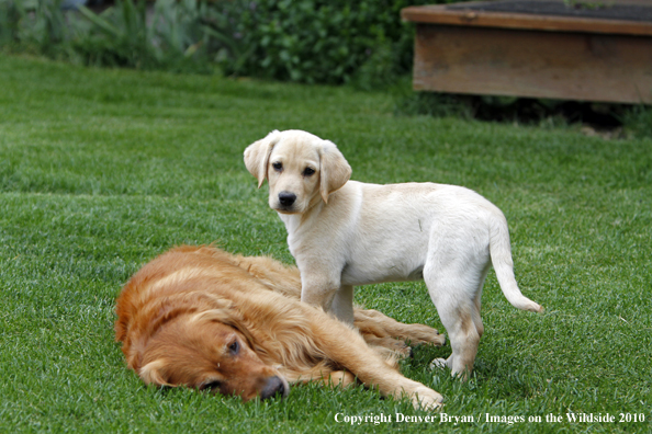 Yellow Labrador Retriever Puppy with Golden Retriever