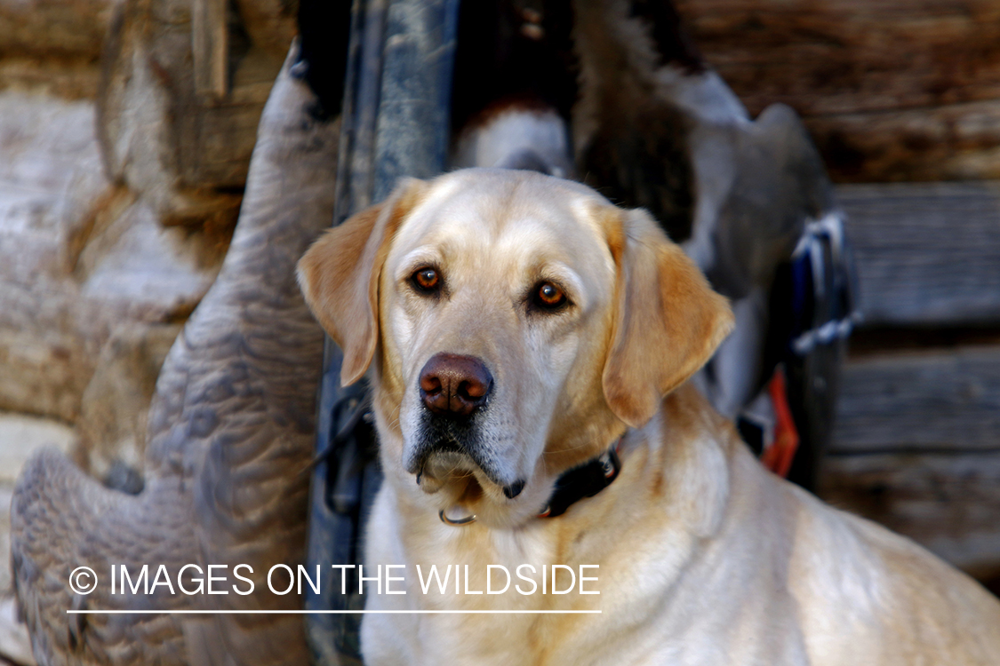 Yellow Labrador Retrievers with bagged mallards.