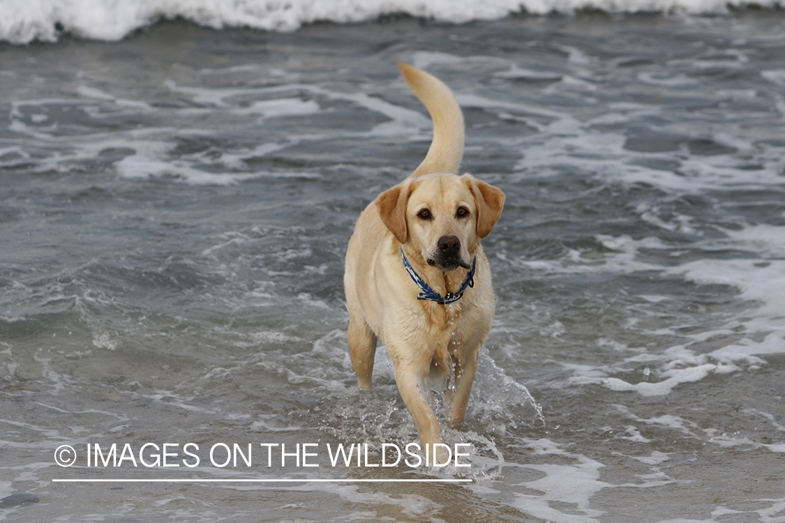 Yellow lab playing in the ocean.