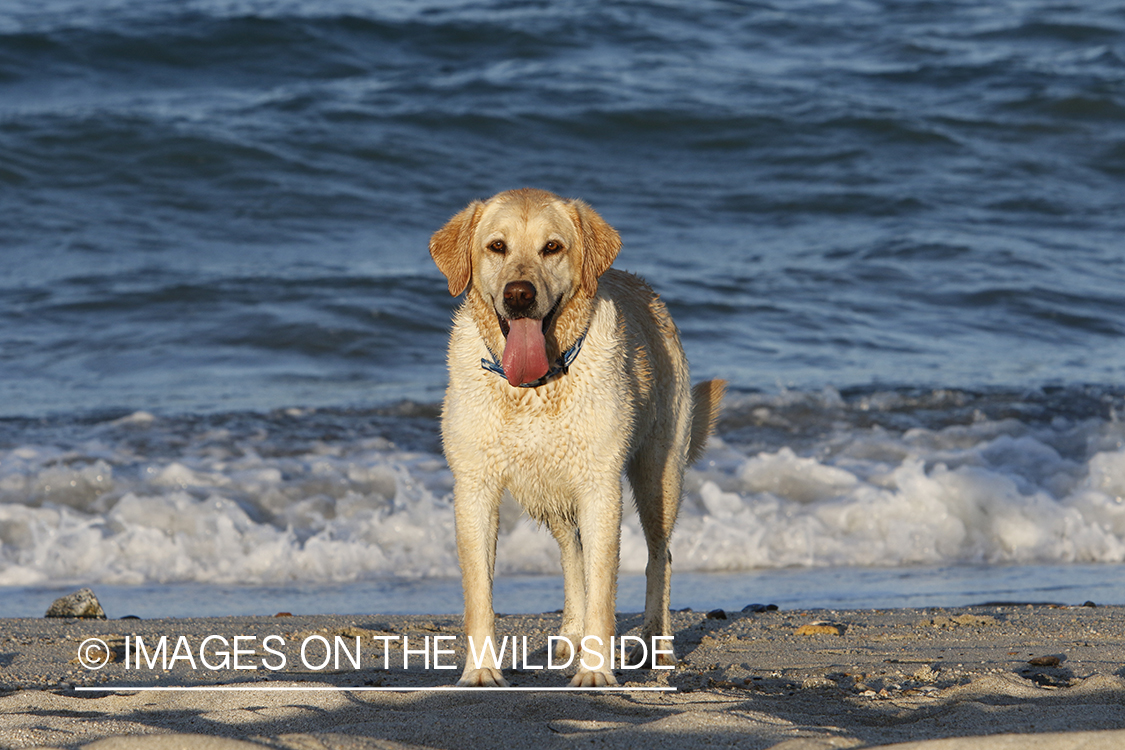 Yellow lab in front of ocean.