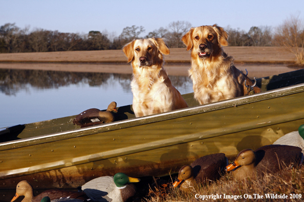 Golden Retrivers with Duck Decoys