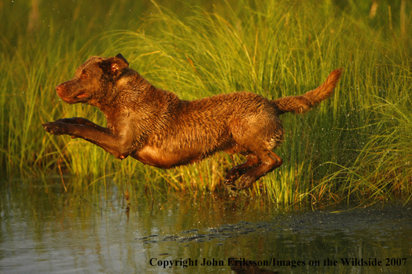 Chesapeake Bay Retriever in field