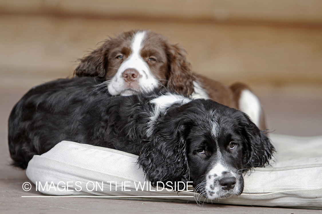 English Springer Spaniel puppies laying down on dog bed. 