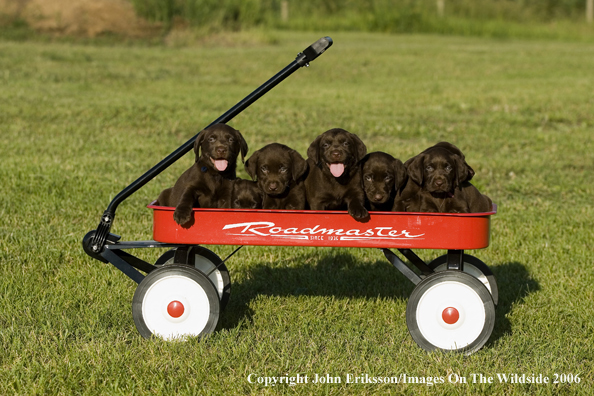 Chocolate Labrador Retriever puppies.