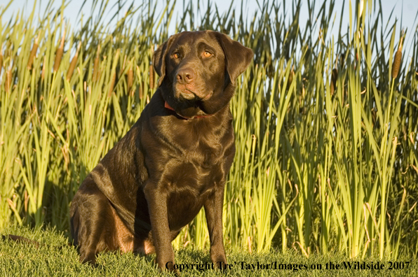 Chocolate labrador