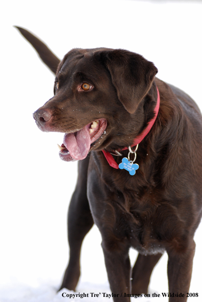 Chocolate Labrador Retriever in winter