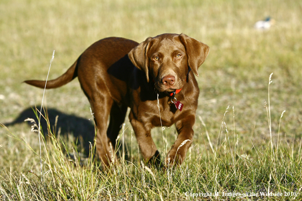 Chocolate lab puppy.