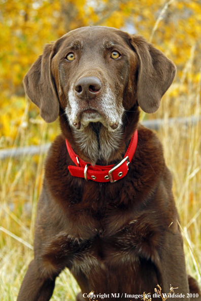 Chocolate Labrador Retriever