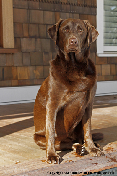 Chocolate Labrador Retriever on porch