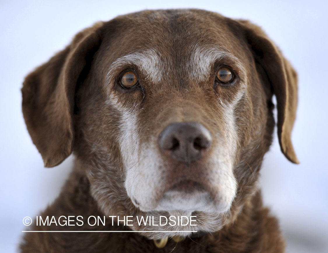 Old Chocolate Labrador Retriever