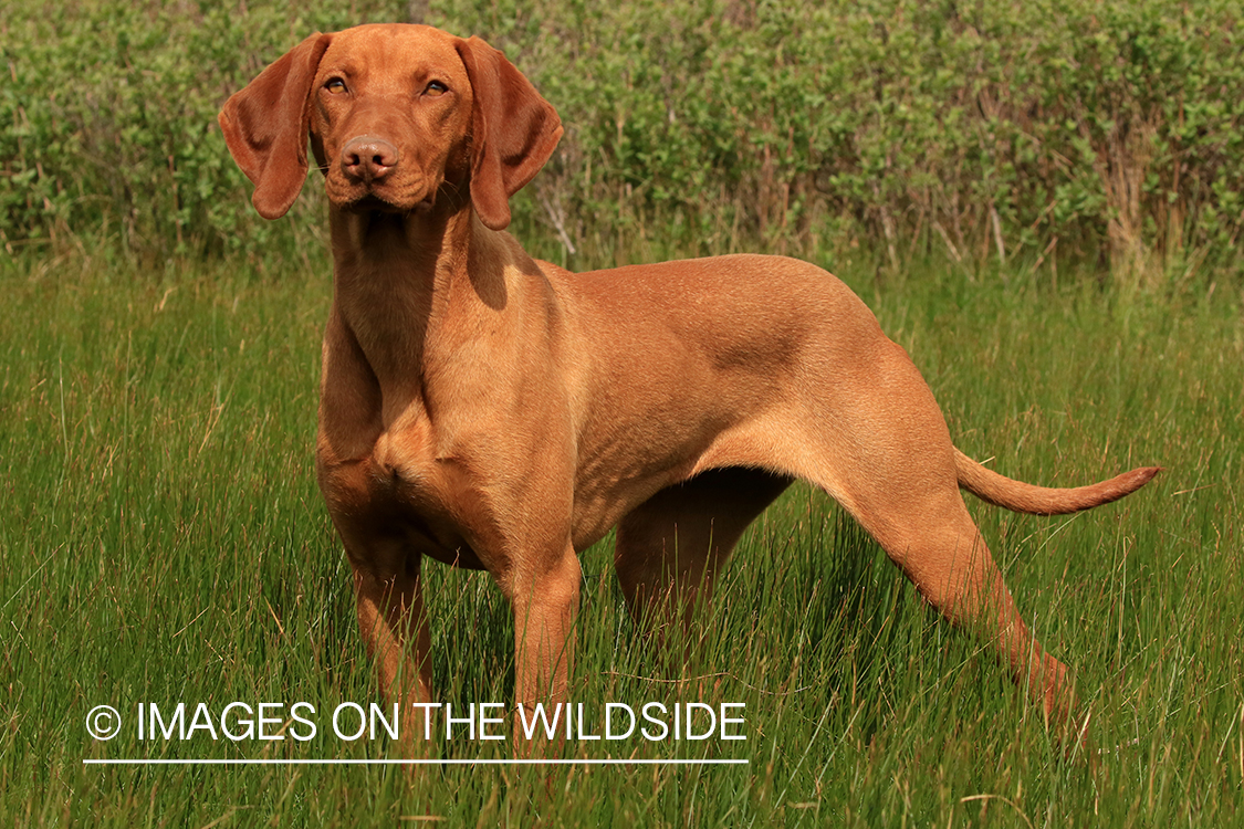 Vizsla in field.