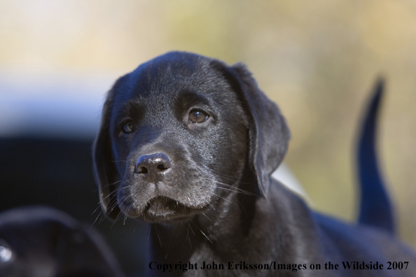 Black Labrador Retriever puppy