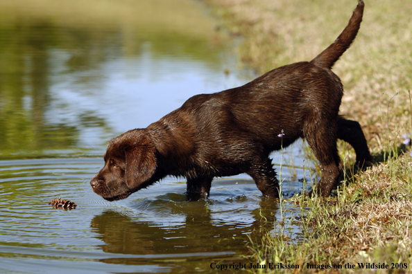 Chocolate Labrador Retriever puppy in field