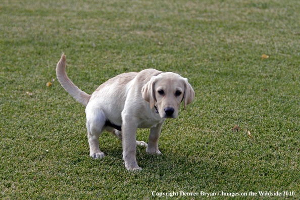 Yellow Labrador Retriever Puppy