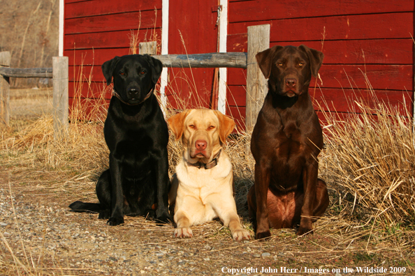 Multi-colored labrador retrievers