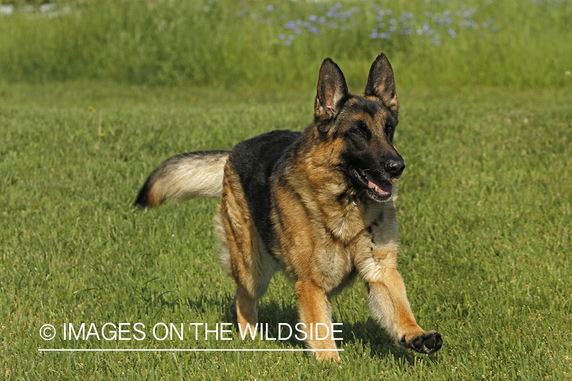 German Shepherd