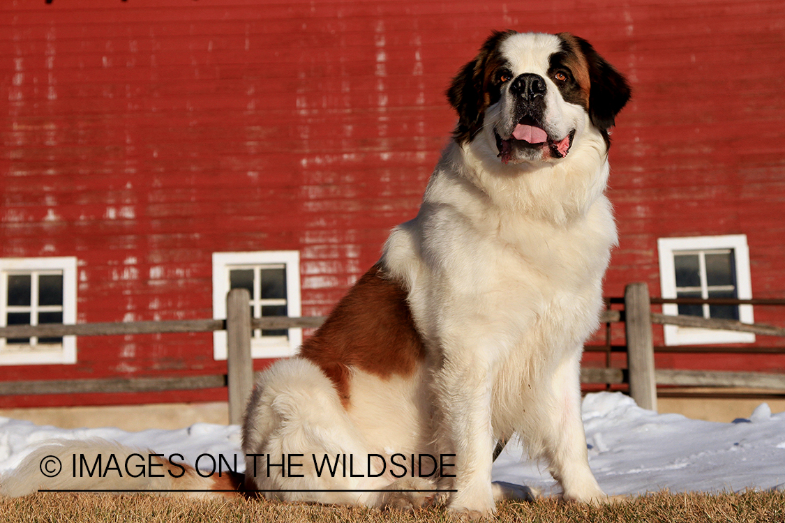 St. Bernard in field.