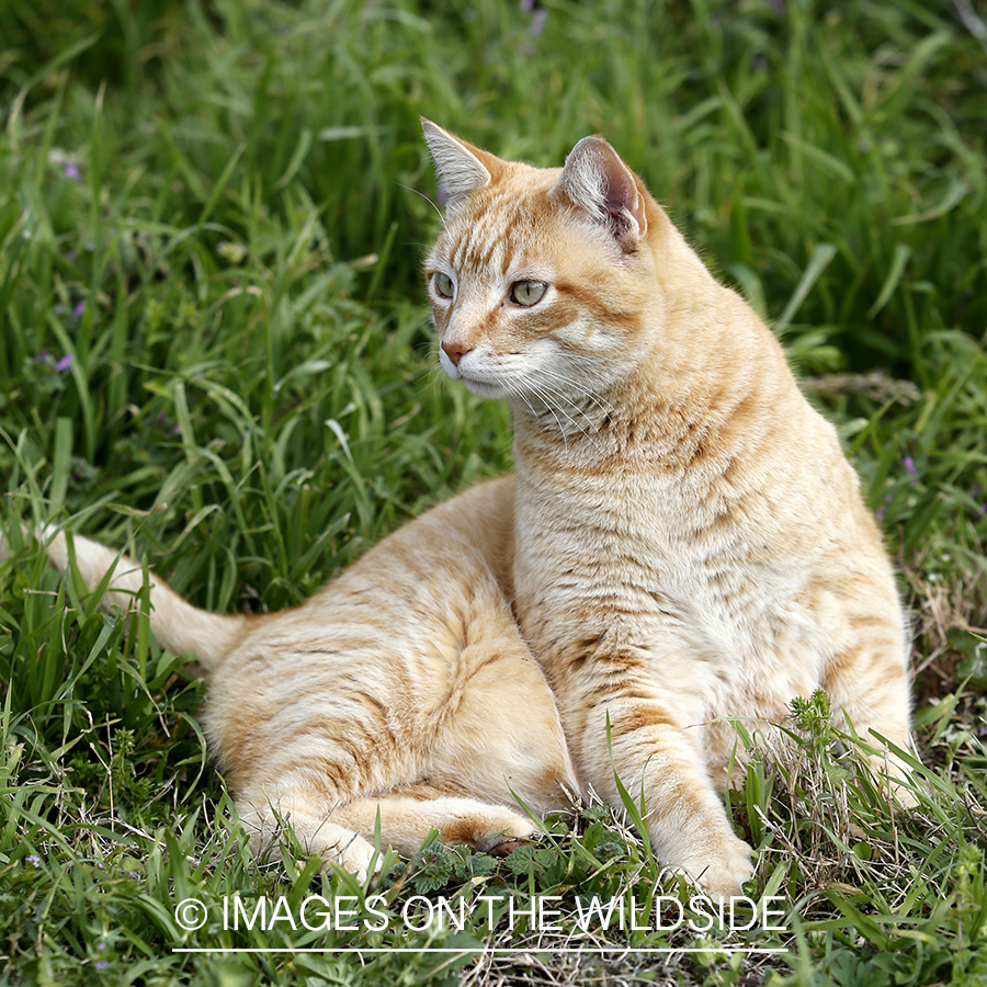 House cat in backyard.