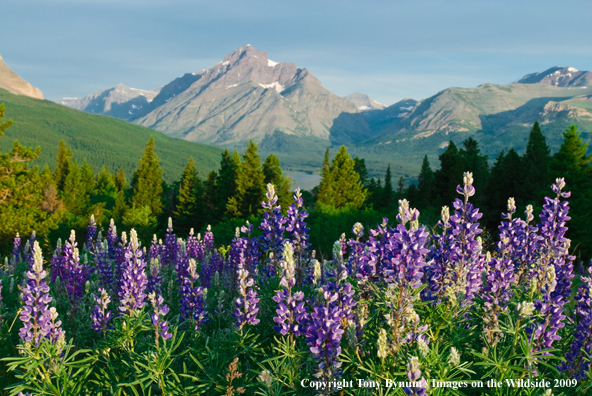 Glacier National Park Forest 