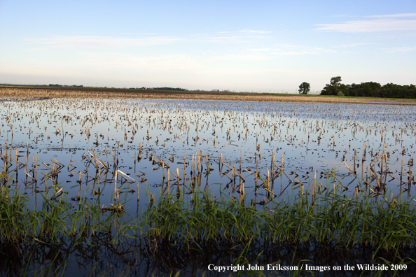 Flooded crop fields