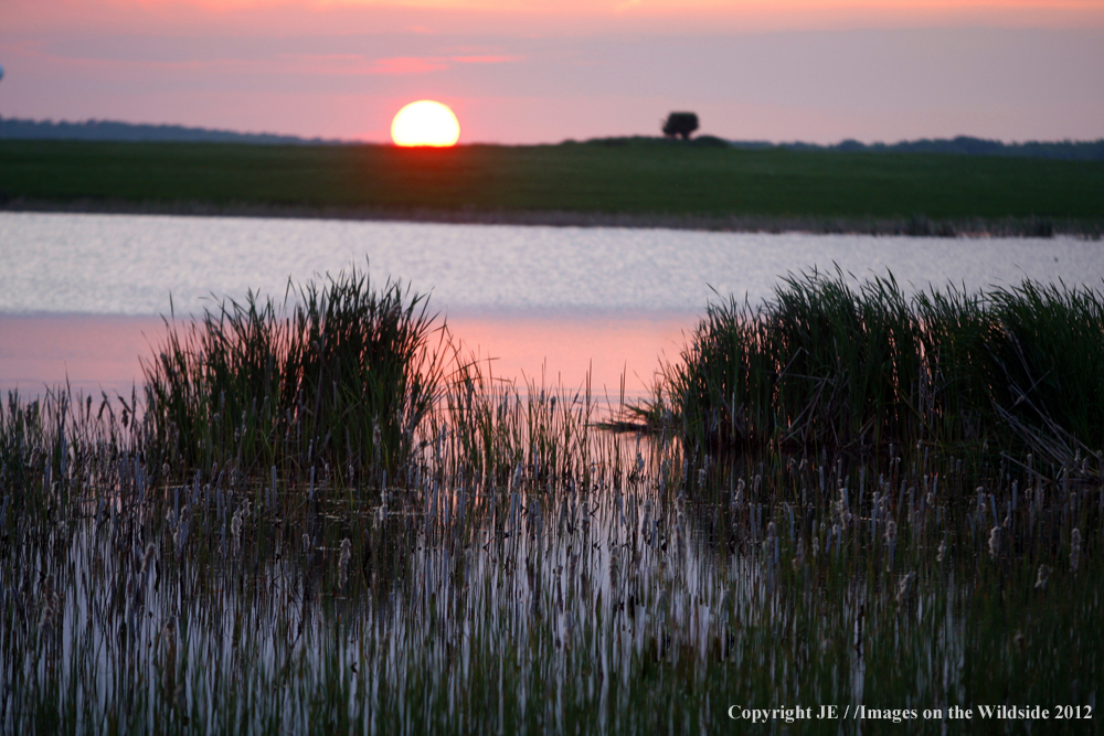 Wetland Habitat.