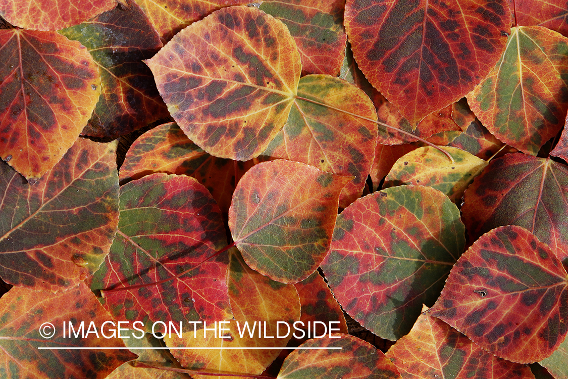 Aspen leaves in autumn.