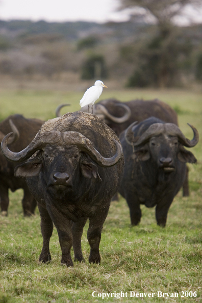 African Cape Buffalo