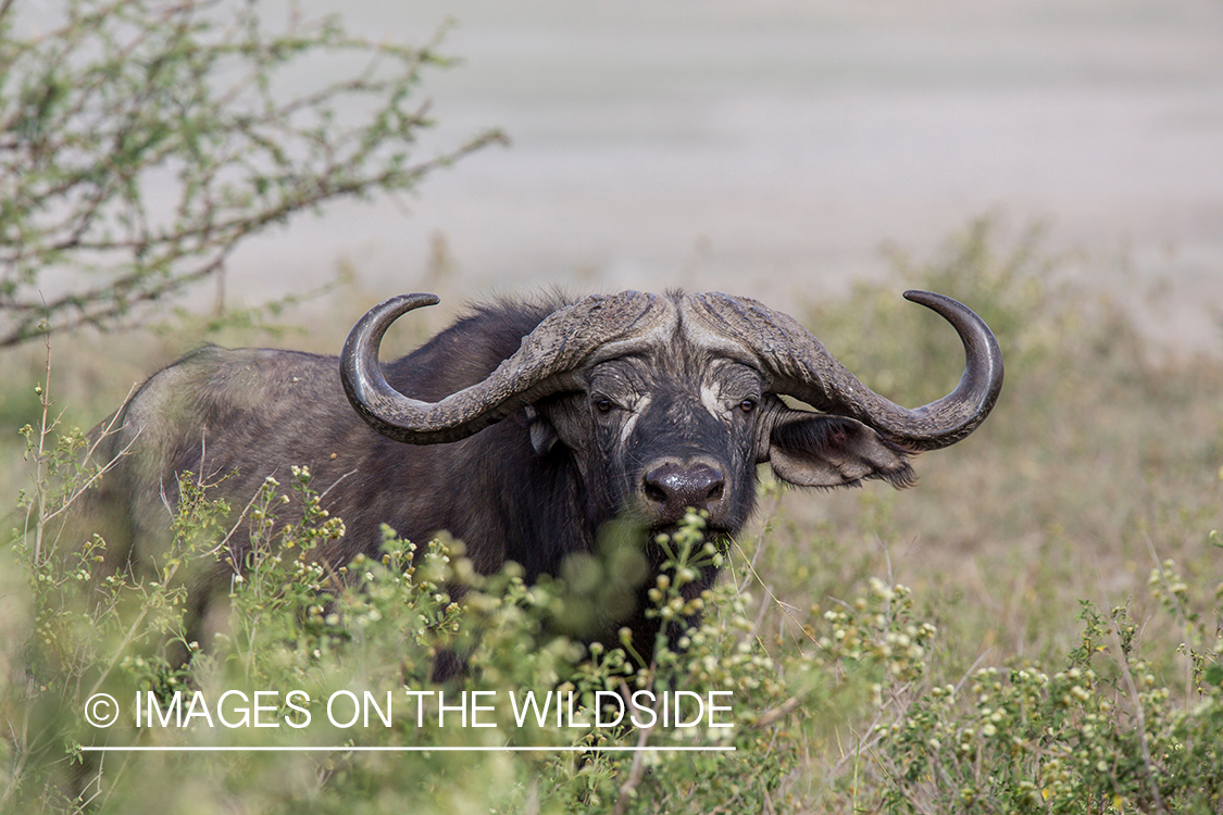 Cape buffalo in habitat.